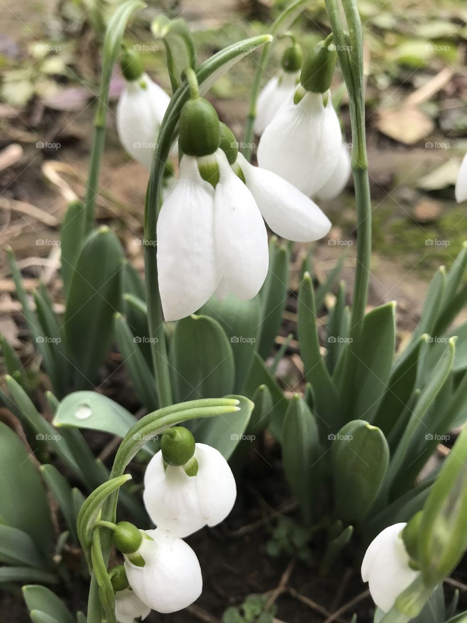 Snowdrop