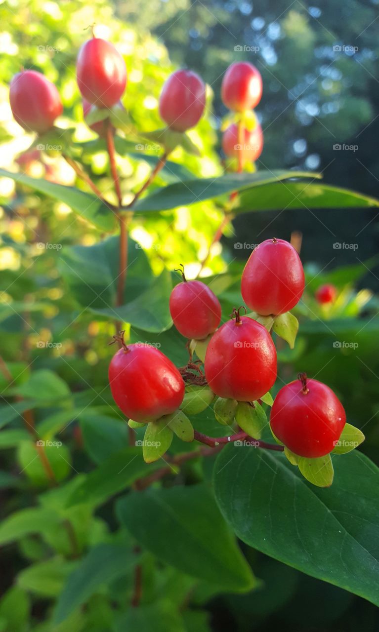 Hipericum a.k.a. St John's wort