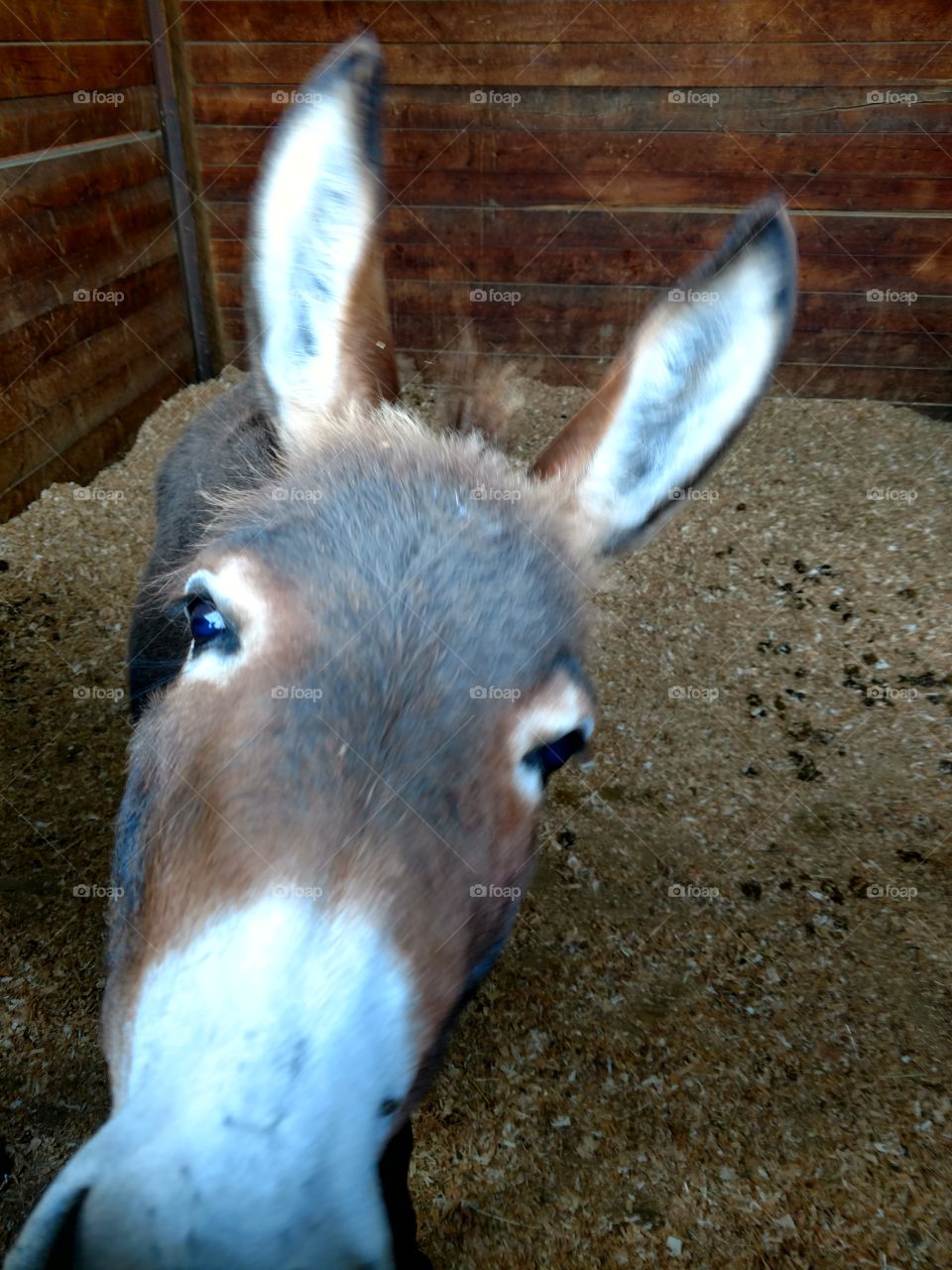 donkey, barn