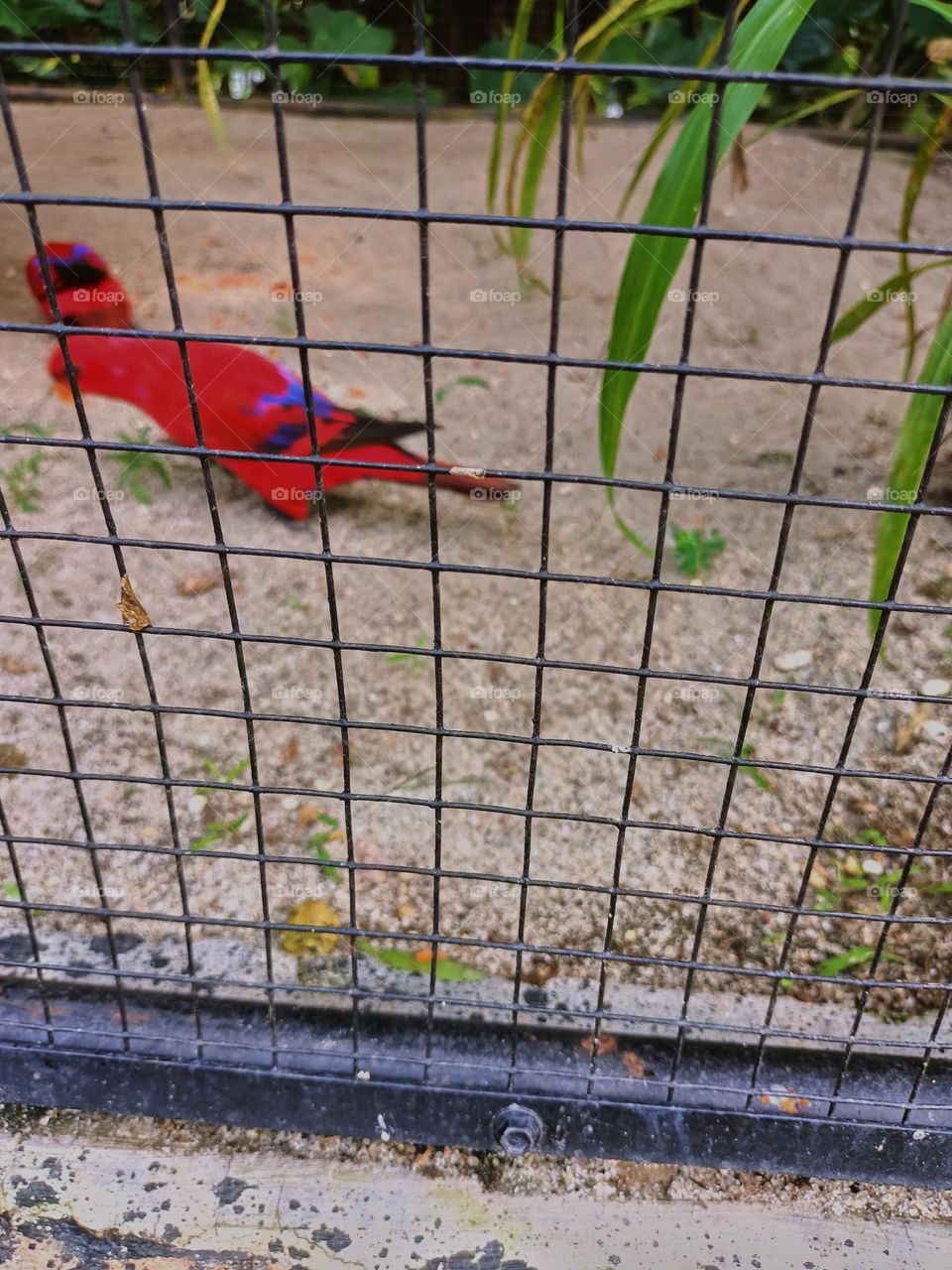 The red lory (Eos bornea) in cages, looking for food on the ground in the zoo. A species of parrot in the family Psittaculidae.