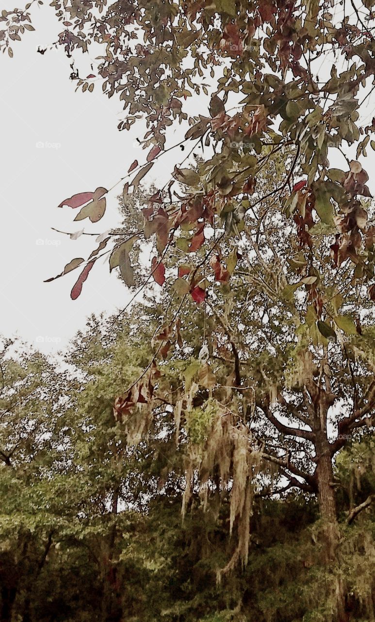 oak tree in the Fall red leaves spanish moss