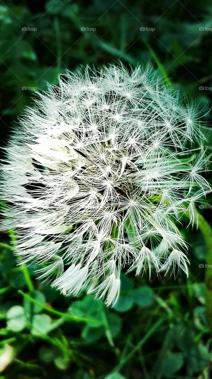 Flowers in the garden.. dandelion..