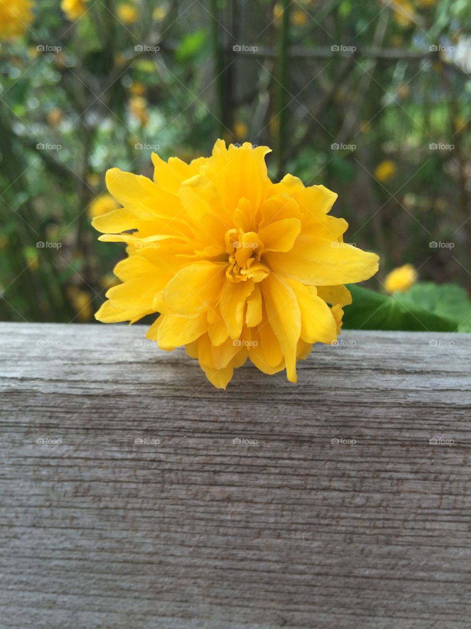 Yellow Flower. Lonely yellow flower on a wood bench