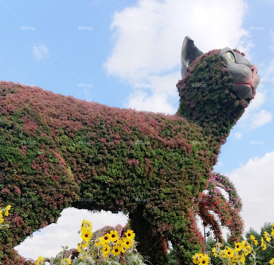 Dubai Miracle Garden