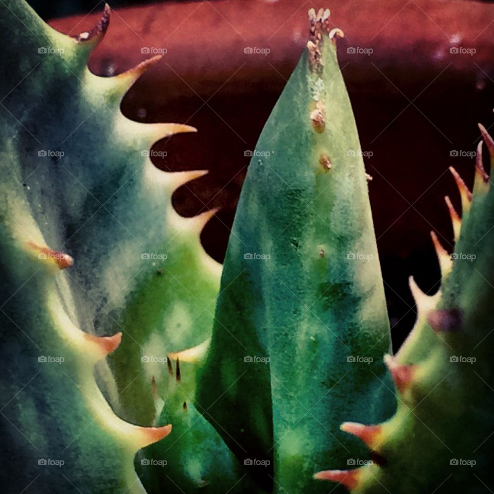 Aloe Vera plant in a terra cotta pot 