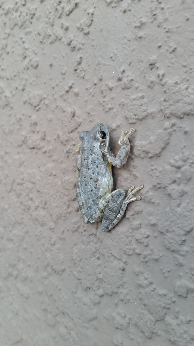 brown frog, wall, crawling, garden