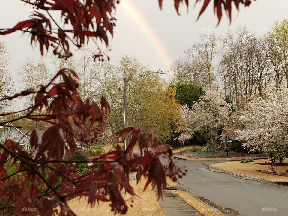 Blossoms and rainbow