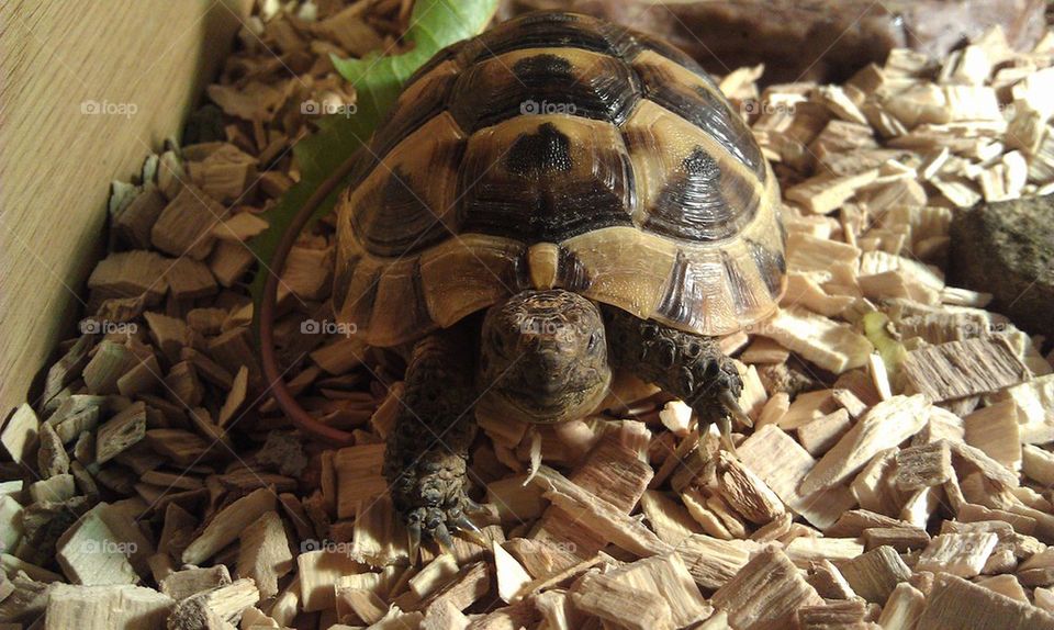 Posing tortoise
