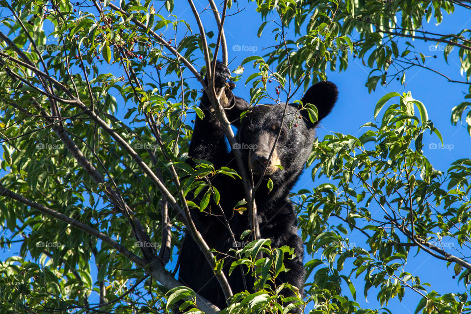 A bear climbs a tree in Shenandoah National Park