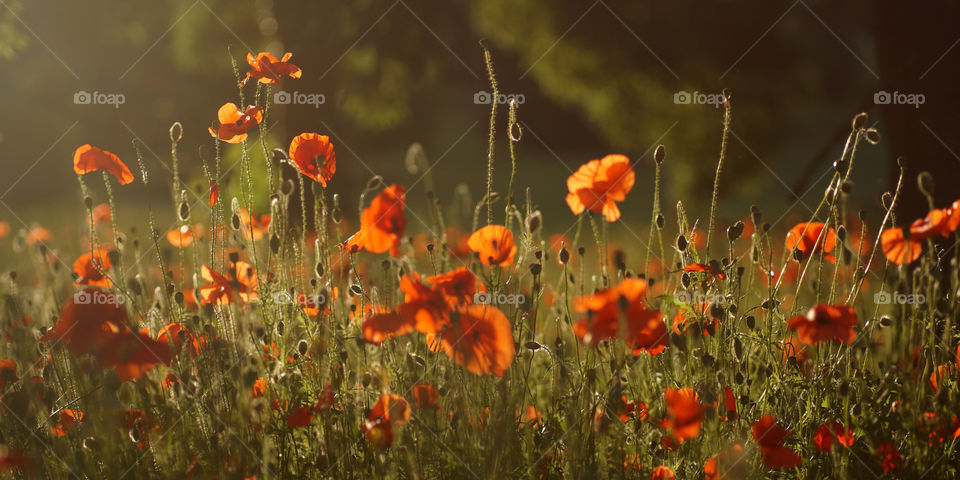 The Poppy Field