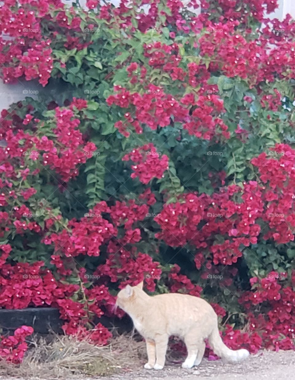 stop and smell the flowers