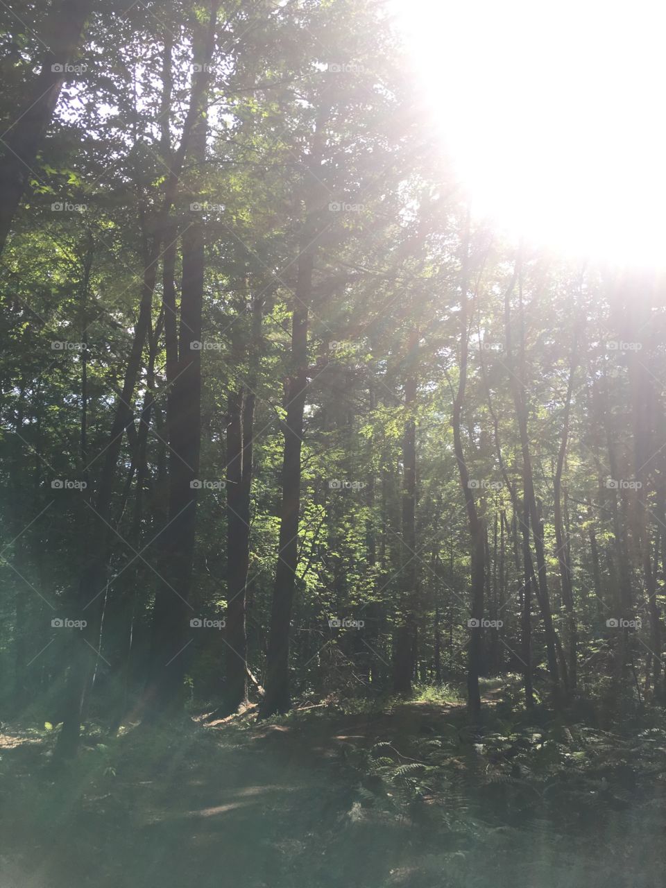 "If I could make a livin walkin in the woods, you could bet I'd be sittin pretty good" (Luke Bryan)