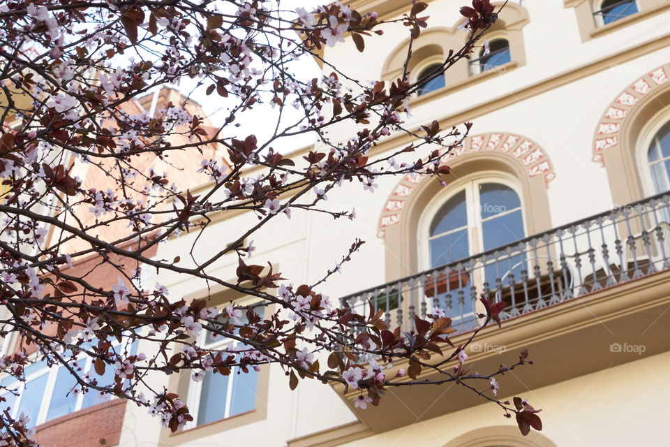 Blossom cherry tree in the city