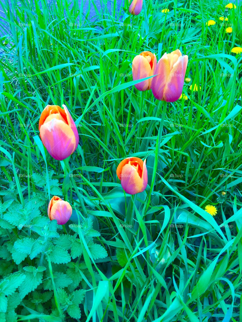 Beautiful pinky orange flowers with vibrant green grass
