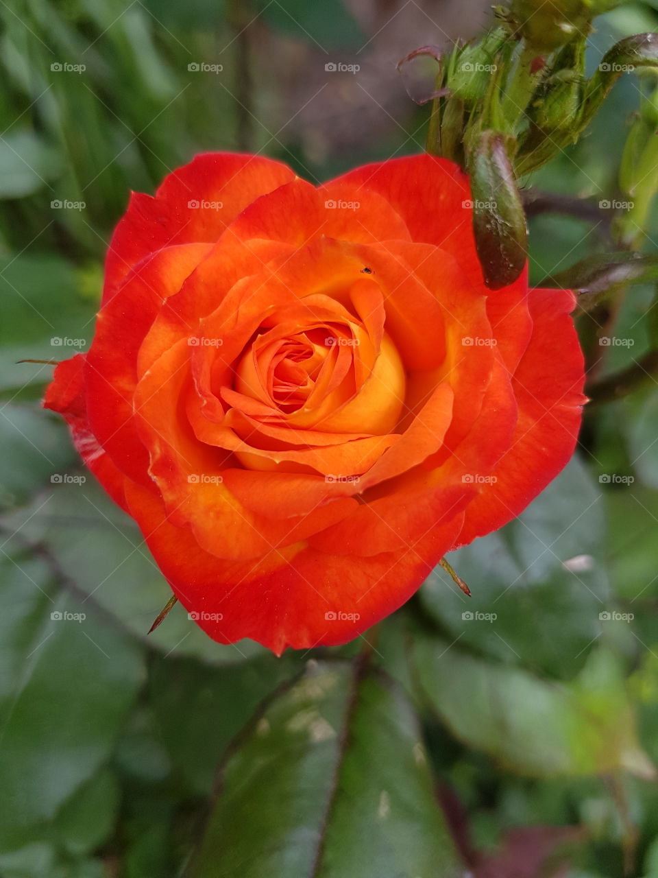 A rose in bloom