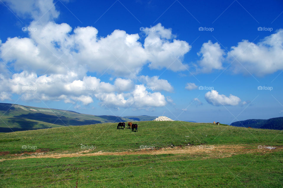 Group of animals grazing on green landscape
