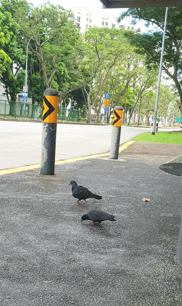 pigeon roaming at urban busstop