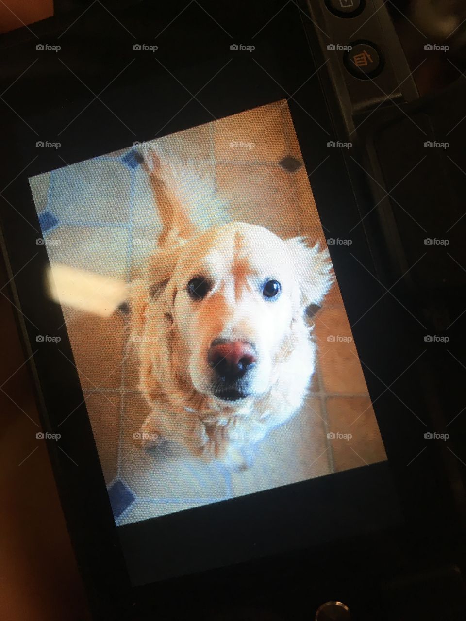 What a cutie! Photo taken from the cameras screen. Photographed dog golden retriever.