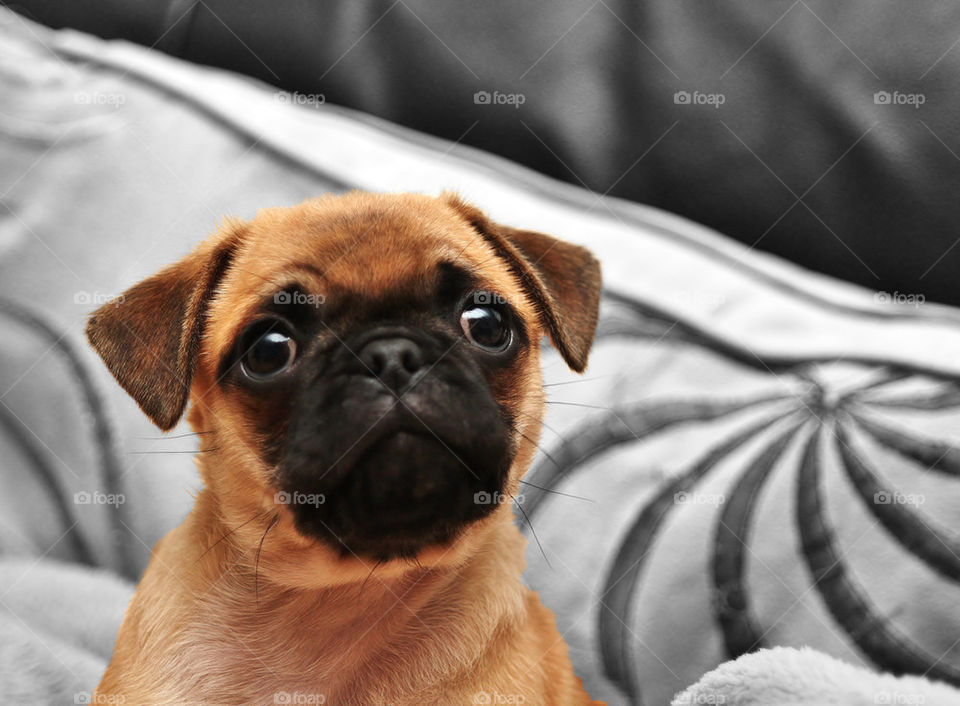 Pug shot