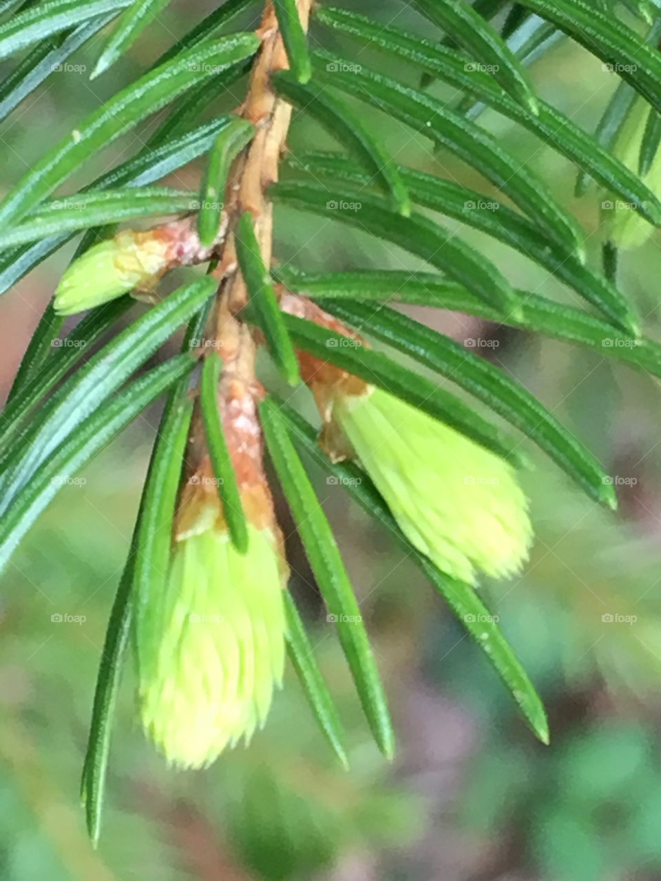 buds on spruce