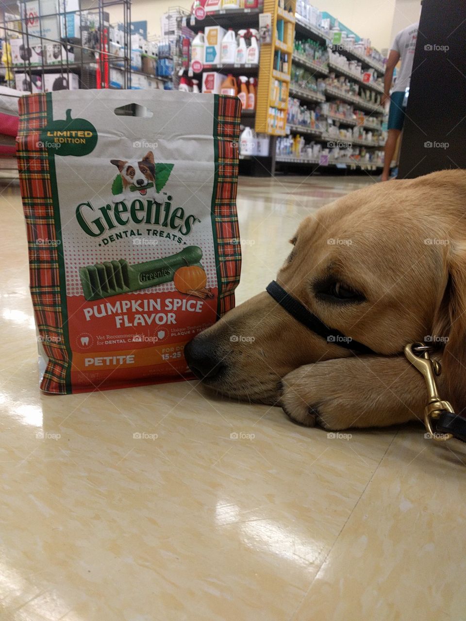 golden retriever looking sadly at some treats