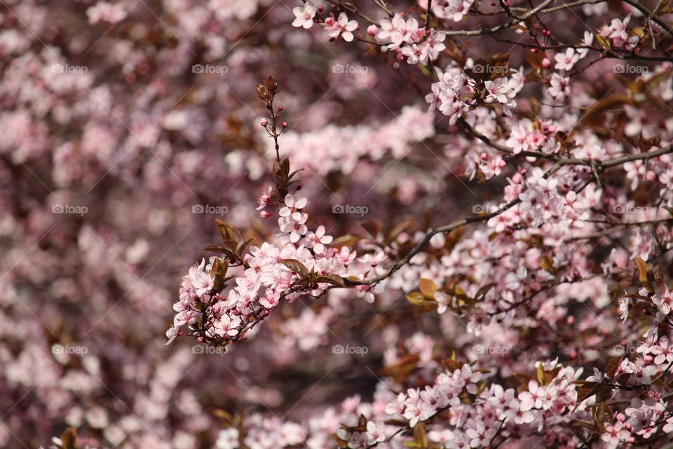 Spring blooming tree in pink