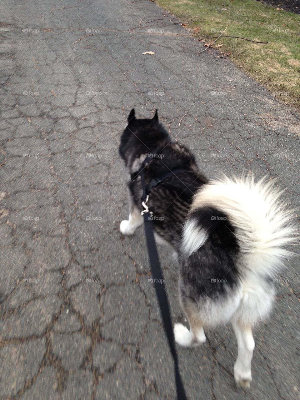Enjoying the day with a walk and a friend 