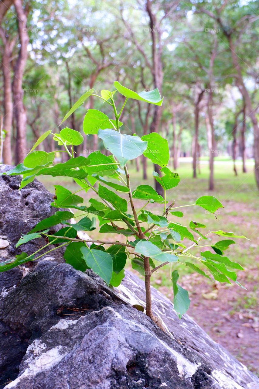 The tree formed on the crack of a large rock.