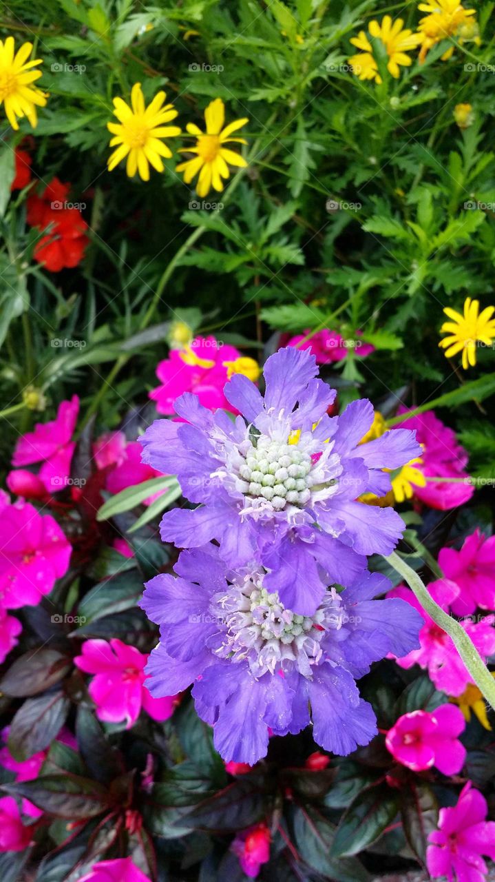 Purple and Pink Flowers