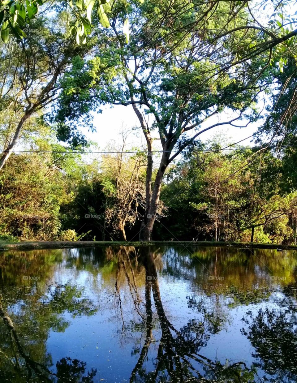 The magic of nature through a liquid called water: look at the reflection formed by it in the lake! / A magia da natureza através de um líquido chamado água: vejam só o reflexo formado por ela no lago!