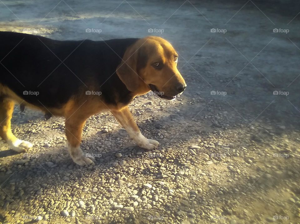 Hound Dog On Gravel