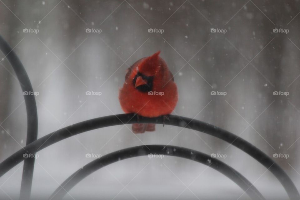 Close-up of red cardinal bird