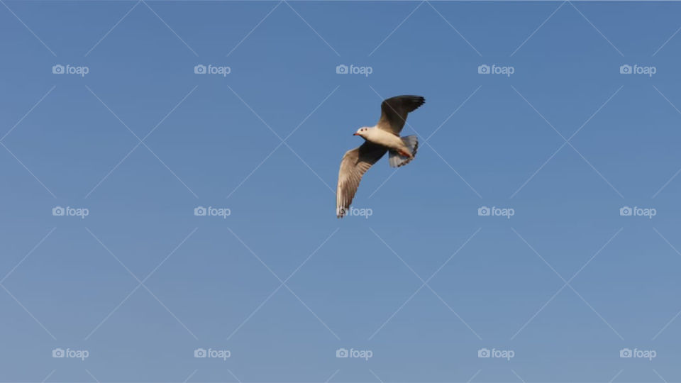 When Flying bird told everyone I am coming home, I am coming home tell the world, I am coming home 