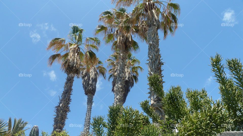 Palmen und blauer Himmel