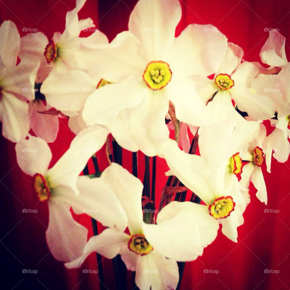 flowers yellow red white by brunhilda