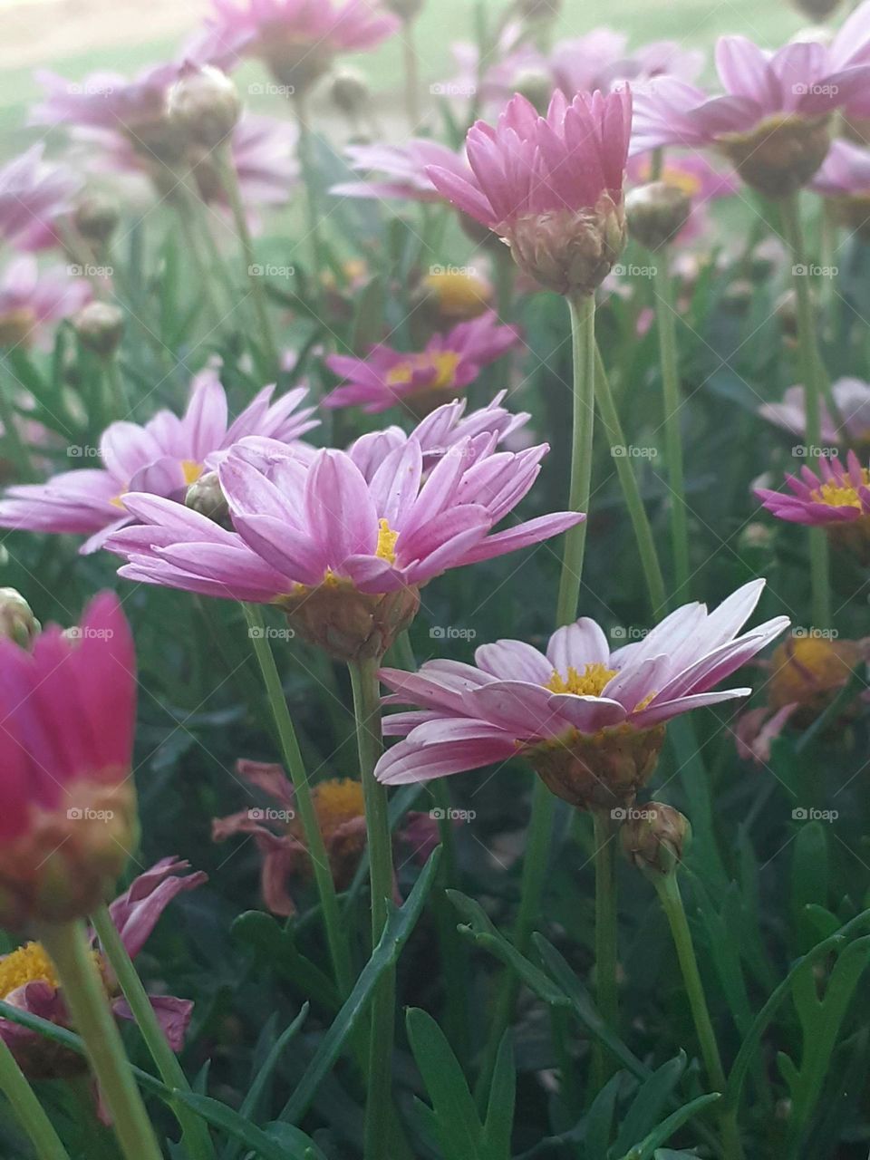 flores del jardín primaveral