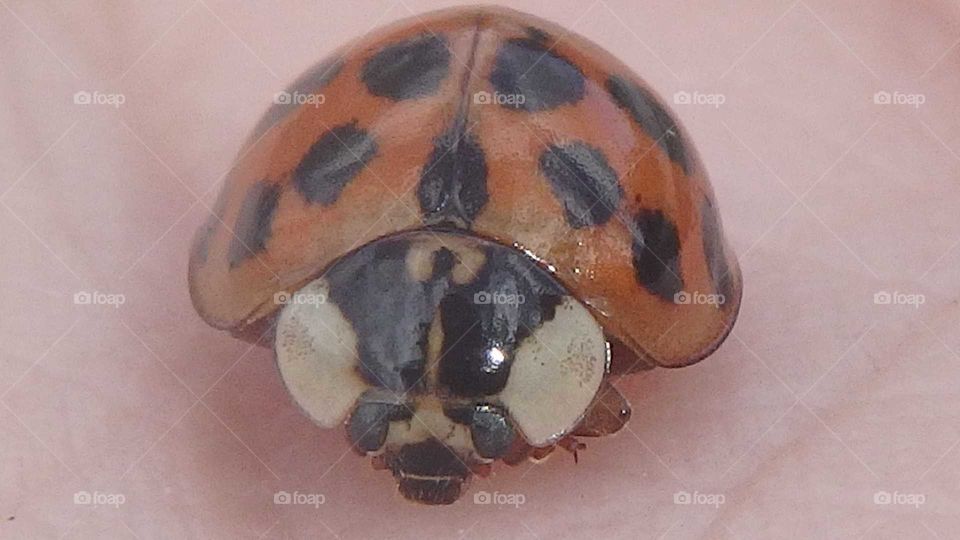 lady bug close up