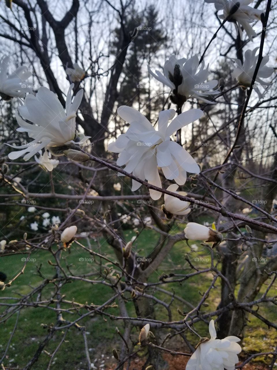 spring tree #3