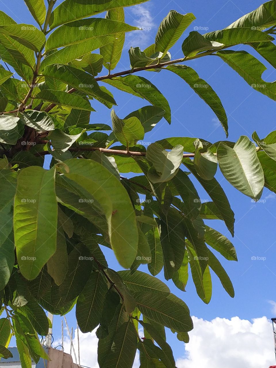 View of mid June sky through the twigs