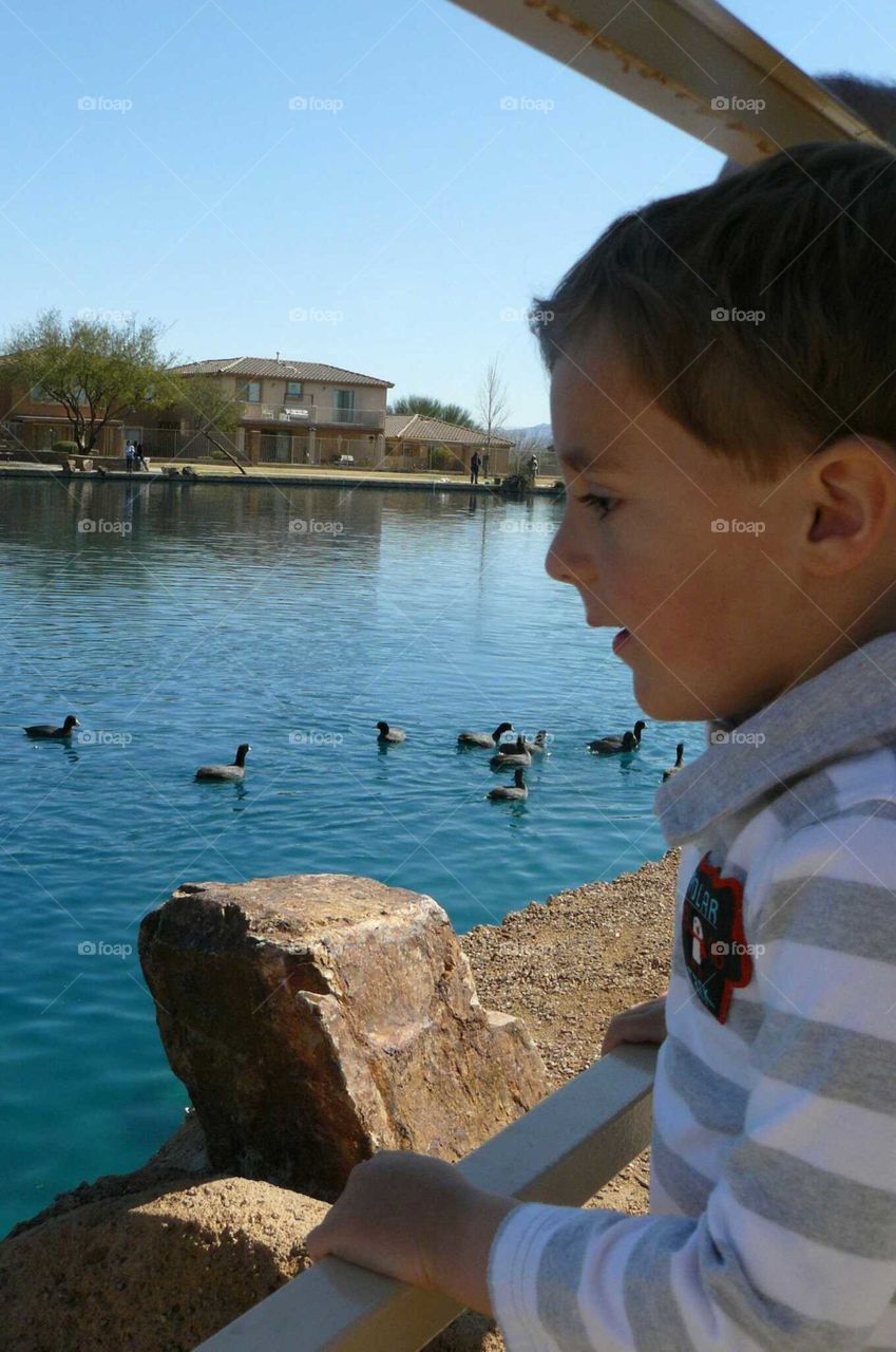 feeding ducks