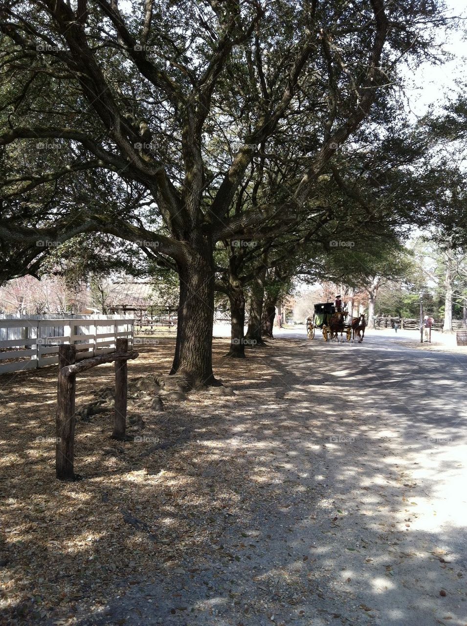 Live oak and carriage