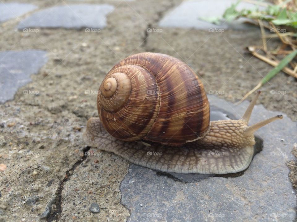 Snail crawling on the street