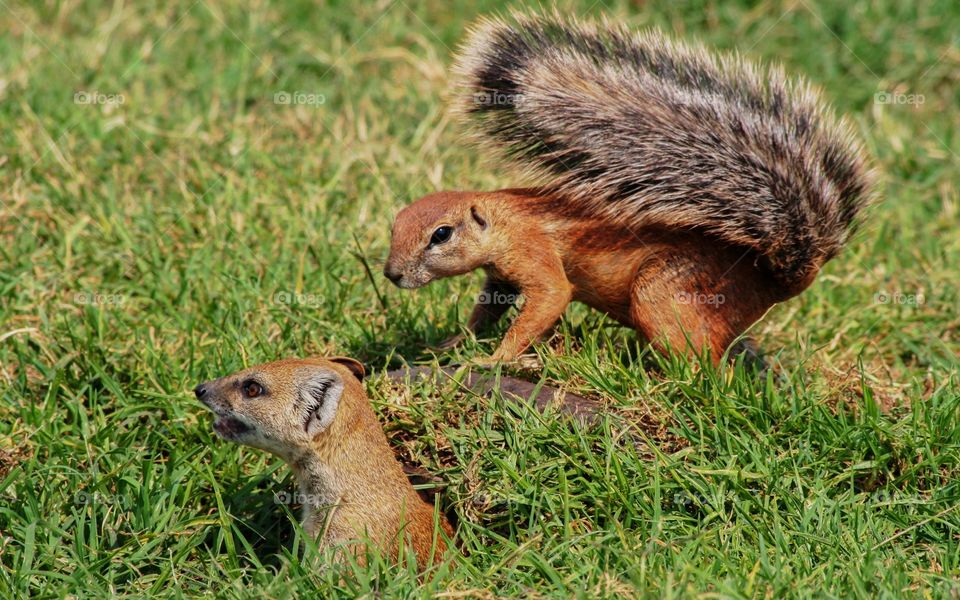 Squirrel and mongoose together in the wild. This was such a unique moment to capture. Its not often that one sees these two together.
