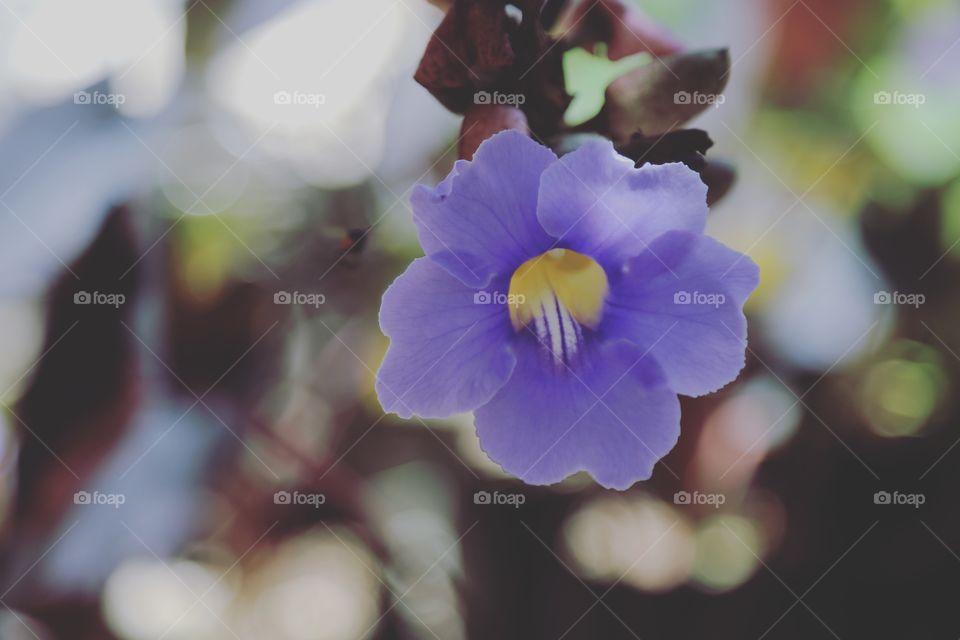 Purple flower