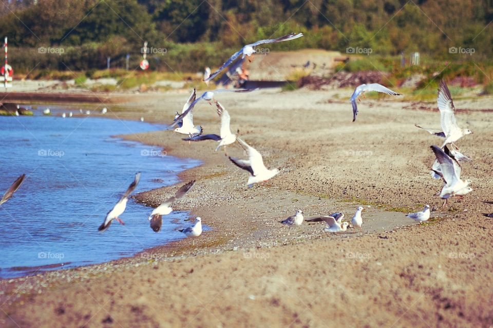 Beach with birds