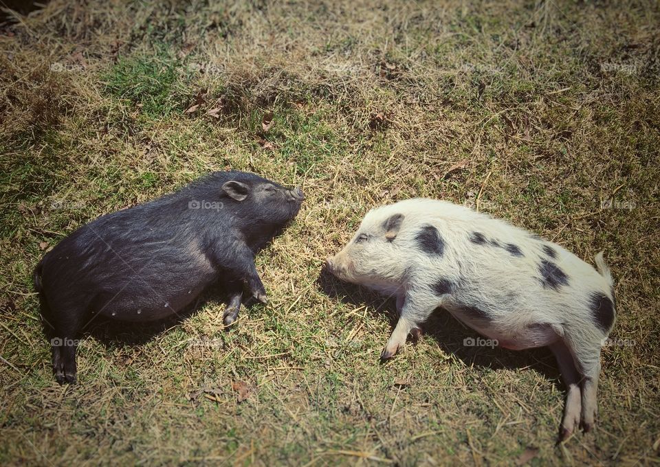 Two piglets sleeping on grass