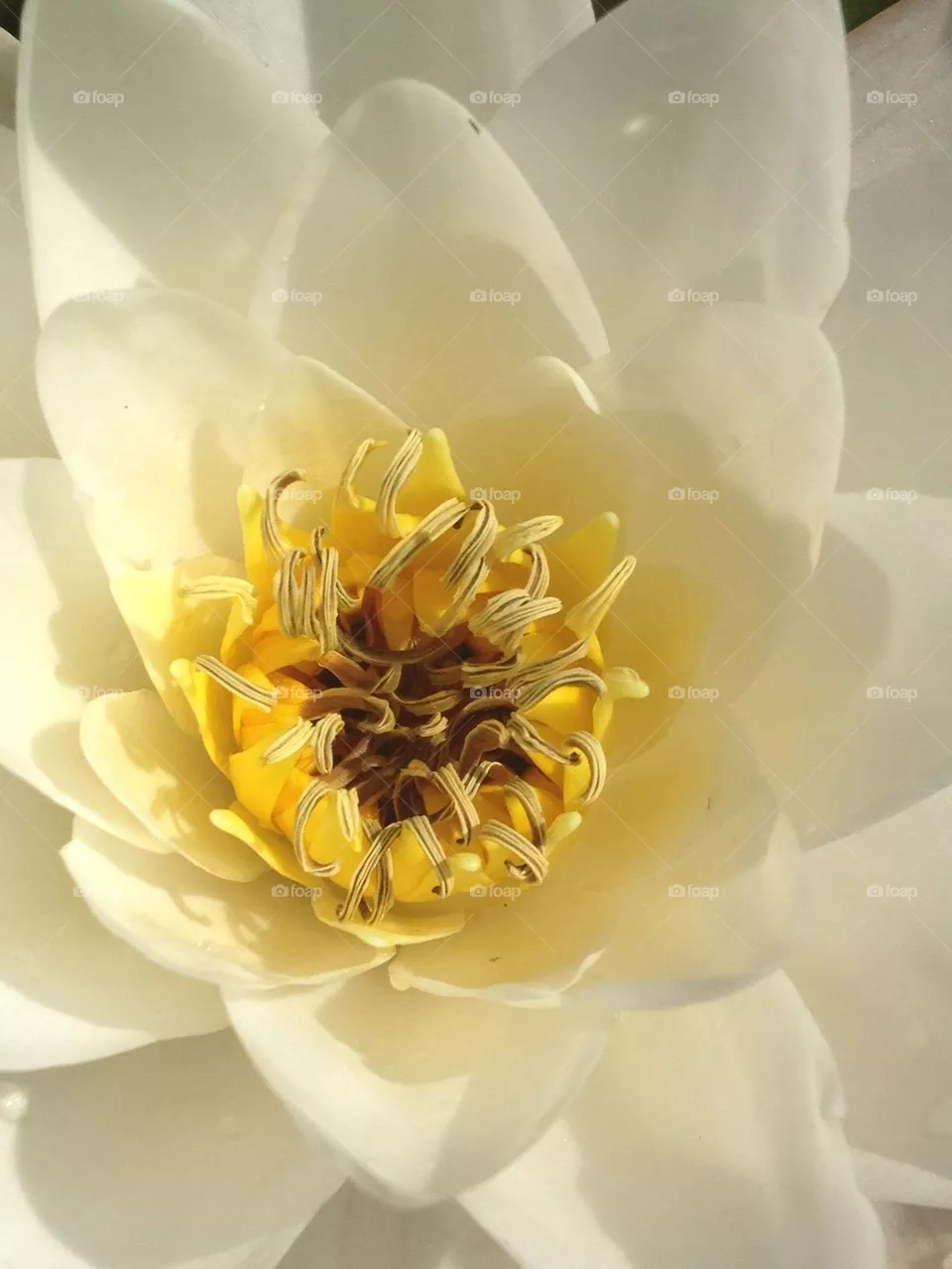 Water lily