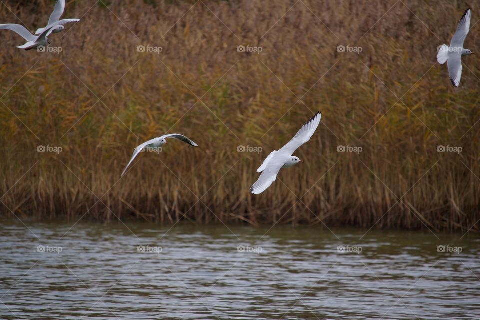 Seagulls flying over lake