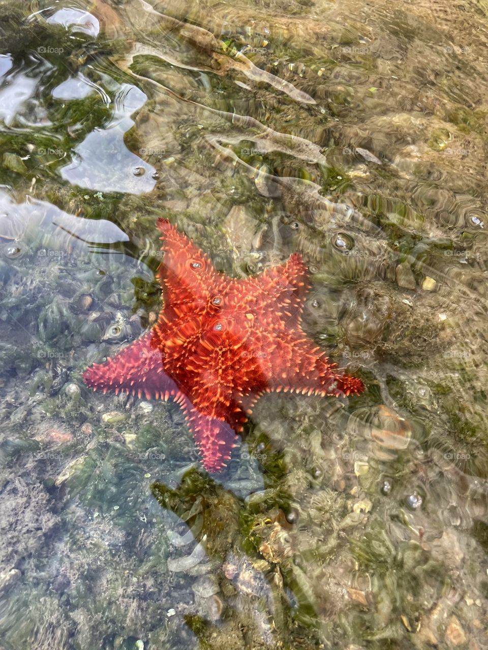 Red starfish in calm ocean. Beautiful sea creature. Clear water. 