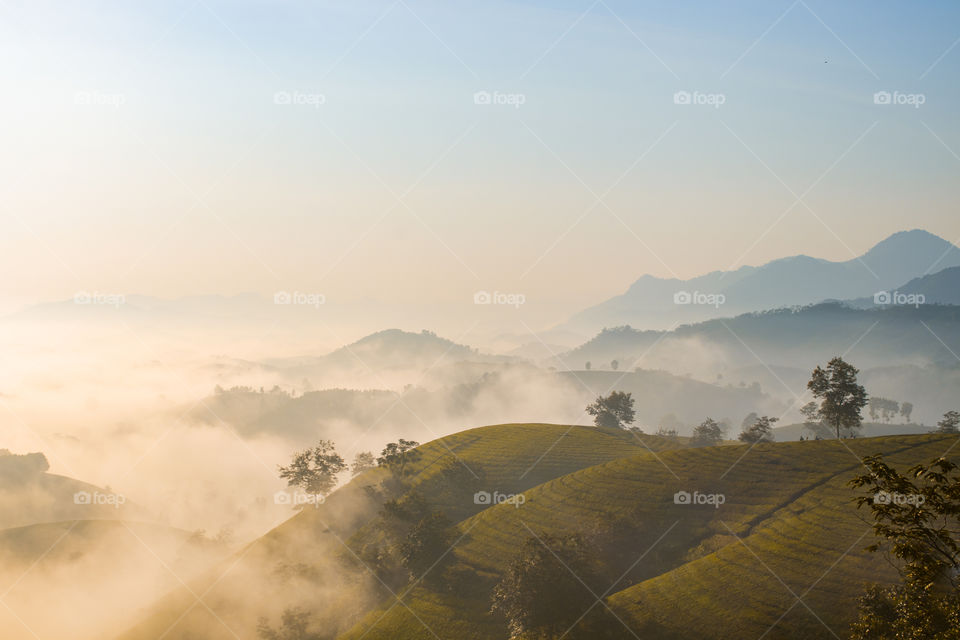 Foggy sunrise up in the tea hills 